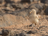 Desert Lark / Woestijnleeuwerik / Ammomanes deserti