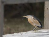 Little Bittern / Woudaap / Ixobrychus minutus