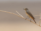 Common Redstart / Gekraagde roodstaart / Phoenicurus phoenicurus