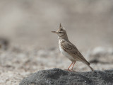 Crested Lark / Kuifleeuwerik / Galerida cristata