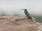 Blue-cheeked Bee-eater / Groene bijeneter / Merops persicus