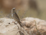 Rock Sparrow / Rotsmus / Petronia petronia