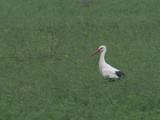 Stork / Ooievaar / Ciconia ciconia