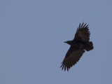 Fan-Tailed Raven / Waaierstaartraaf / Corvus rhipidurus