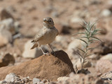 Desert Lark / Woestijnleeuwerik / Ammomanes deserti
