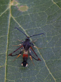 Wilgenwespvlinder / Red-tipped Clearwing / Synanthedon formicaeformis