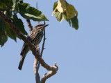 Streaked Flycatcher / Gestreepte tiran / Myiodynastes maculatus