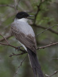 Fork-tailed Flycatcher / Vorkstaartkoningstiran / Tyrannus savana