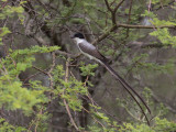 Fork-tailed Flycatcher / Vorkstaartkoningstiran / Tyrannus savana