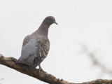 Spot-winged Pigeon / Vlekduif / Patagioenas maculosa