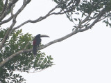 Black-necked Araari / Zwartnekarassari / Pteroglossus aracari