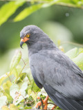 Slender-billed Kite / Slanksnavelwouw / Helicolestes hamatus