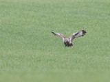 Ruigpootbuizerd / Rough-legged Buzzard / Buteo lagopus