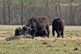 Waterbuffels in de Biesbosch