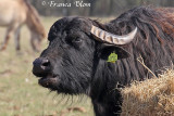 Waterbuffels in de Biesbosch