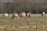 Paarden in de Biesbosch