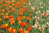 Tulpen