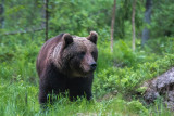Brown bear at Alutaguse