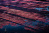 1450-_R222464--13.jpg