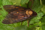 Hawk-moths - Svärmare