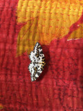 Another visitor, a Magpie Moth