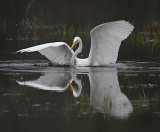 Egret Landing_0187.jpg