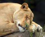 Lioness_7490.jpg