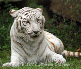 Tiger_7496.jpg