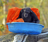 Chimp_1126.jpg