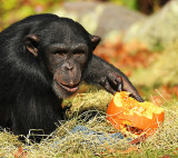 Chimp_1288.jpg