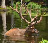 Elk_6413_01.jpg