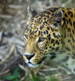 Leopard_6056.jpg