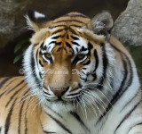 Tiger_5944.jpg
