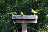 129valley_014greenjays.jpg