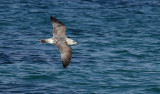 Slaty-backed Gull / Skiffertrut (Larus schistisagus)