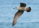 Slaty-backed Gull / Skiffertrut (Larus schistisagus)