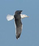 Slaty-backed Gull / Skiffertrut (Larus schistisagus)