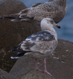 Slaty-backed Gull / Skiffertrut (Larus schistisagus)