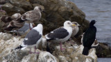 Slaty-backed Gull / Skiffertrut (Larus schistisagus)