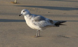 Kamchatka Gull / Fiskmås (Larus canus kamtschatschensis)