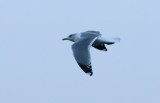 Kamchatka Gull / Fiskmås (Larus canus kamtschatschensis)