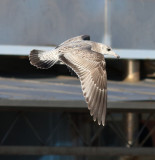 Kamchatka Gull / Fiskmås (Larus canus kamtschatschensis)