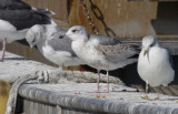 Kamchatka Gull / Fiskmås (Larus canus kamtschatschensis)