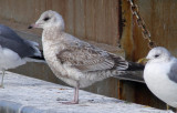 Kamchatka Gull / Fiskmås (Larus canus kamtschatschensis)