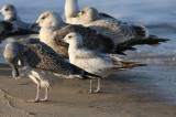 Kamchatka Gull / Fiskmås (Larus canus kamtschatschensis)