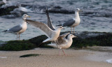 Kamchatka Gull / Fiskmås (Larus canus kamtschatschensis)