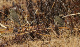 Olive-backed Pipit / Sibirisk piplärka (Anthus hodgsoni)