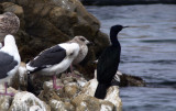 Pelagic Cormorant / Pelagskarv (Phalacrocorax pelagicus)