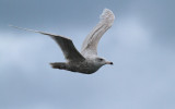 Glaucous Gull / Vittrut (Larus hyperboreus)