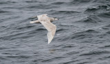 Glaucous Gull / Vittrut (Larus hyperboreus)
